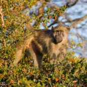 Babouin Afrique du sud yeux oranges