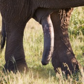 Elephant Afrique du Sud Sexe pénis