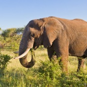 Elephant Afrique du Sud parc Kruger