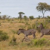 Zèbre Farique du Sud parc Kruger