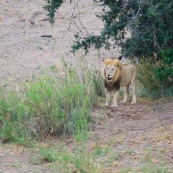 Lion Afrique du Sud parc Kruger