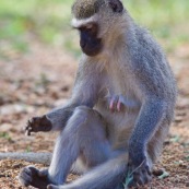 Le Vervet ou Vervet bleu (Chlorocebus pygerythrus) est un singe aux seins bleus