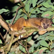 Kinkajou