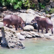 Tapirs