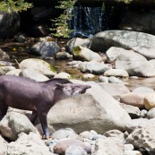 Tapir