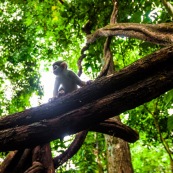 Lianes Guyane française. Forêt. Singe écrureuil. Saimiri sciureus. Ilet la mère.