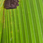 Tent-making bat