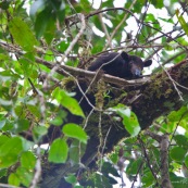 Fourmilier tamandua