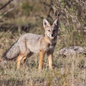 Renard de Patagonie