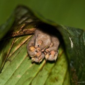 Vampyressa thyone