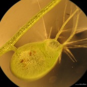 Utriculaire plante carnivore vue au microscope d'un piège : urne avec poil sensitif. Utriculaire gibbeuse. Utricularia gibba.
