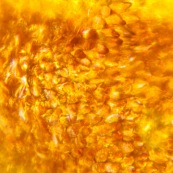 Pétale de fleur jaune au microscope : cellules végétale, composition graphique, tableau végétal.