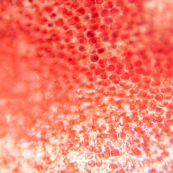 Pétale de fleur rouge au microscope : cellules végétale, composition graphique, tableau végétal.