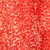 Pétale de fleur rouge au microscope : cellules végétale, composition graphique, tableau végétal.