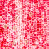 Pétale rouge au microscope : cellules et stomates formes hexaédrique. Hexaedre.