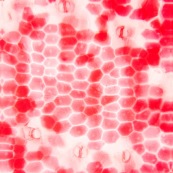 Pétale rouge au microscope : cellules et stomates formes hexaédrique. Hexaedre.