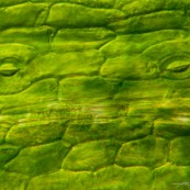 Stomate de plante sur une feuille : zone permettant la respiration des plantes.  Vue au microscope.