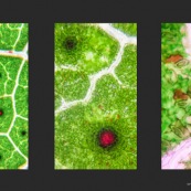 triptyque paysages végétaux au microscope.