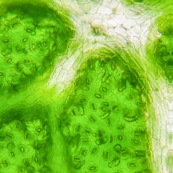 Feuille végétale stomate, cellules, au microscope, tableau végétal, composition graphique.