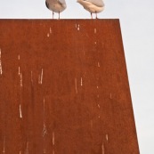 Deux mouettes rieuses à Paris vues de profil sur un mur. Des excréments de mouettes parsèment le mur. Vue de l'arrière.Ordre : CharadriiformesFamille : LaridaeGenre : ChroicocephalusEspèce : Chroicocephalus ridibundus