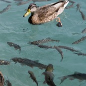 Canard avec des poissons