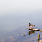 Canard colvert