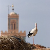 Cigogne