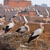 Cigogne