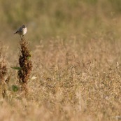 Tarier des prÈs, perchÈ sur une haute herbe, dans un prÈ sauvage en montagne , le soir. 
Classe : Aves
Ordre : Passeriformes
Famille : Muscicapidae
EspËce : Saxicola rubetra