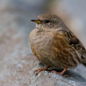 Accenteur alpin vu de trois quarts face, sur une pierre.
Classe : Aves
Ordre : Passeriformes
Famille : Passeridae
EspËce : Prunella collaris