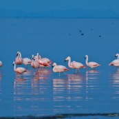 Flamants du Chili