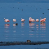 Phoenicopterus chilensis. Famille : Phoenicopteridae. Flamant du Chili, proche parent du flamant rose.Dans l'eau du lac Titicaca au levé du soleil.