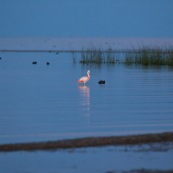 Phoenicopterus chilensis. Famille : Phoenicopteridae. Flamant du Chili, proche parent du flamant rose.Dans l'eau du lac Titicaca au levé du soleil.