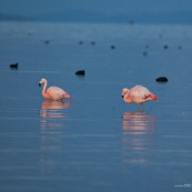 Phoenicopterus chilensis. Famille : Phoenicopteridae. Flamant du Chili, proche parent du flamant rose.Dans l'eau du lac Titicaca au levé du soleil.