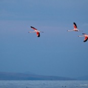 Phoenicopterus chilensis. Famille : Phoenicopteridae. Flamant du Chili, proche parent du flamant rose. En vol au dessus du lac Titicaca.