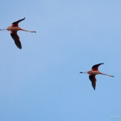 Phoenicopterus chilensis. Famille : Phoenicopteridae. Flamant du Chili, proche parent du flamant rose. En vol au dessus du lac Titicaca.