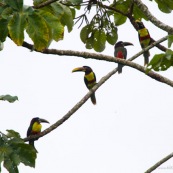 Toucanillo. Petit toucan.