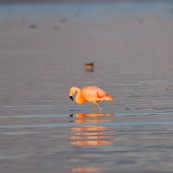 Flamants du Chili