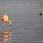 Flamants du Chili