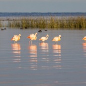 Flamants du Chili