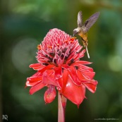 Colibri