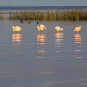 Flamants du Chili