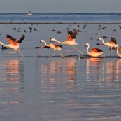 Flamants du Chili