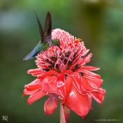 Campylopterus largipennis  : Colibri en vol sur rose de porcelaine (Etlingera elatior) : Nicolaia en bolivie (parc national Amboro.