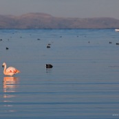 Flamants du Chili