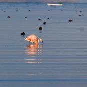 Phoenicopterus chilensis. Famille : Phoenicopteridae. Flamant du Chili, proche parent du flamant rose.Dans l'eau du lac Titicaca au levé du soleil.