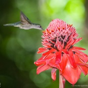 Campylopterus largipennis  : Colibri en vol sur rose de porcelaine (Etlingera elatior) : Nicolaia en bolivie (parc national Amboro.