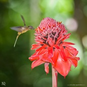 Phaethornis malaris : Colibri en vol sur rose de porcelaine (Etlingera elatior) : Nicolaia en bolivie (parc national Amboro.