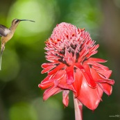 Phaethornis malaris : Colibri en vol sur rose de porcelaine (Etlingera elatior) : Nicolaia en bolivie (parc national Amboro.