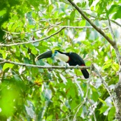 Toucan a gorge blanche